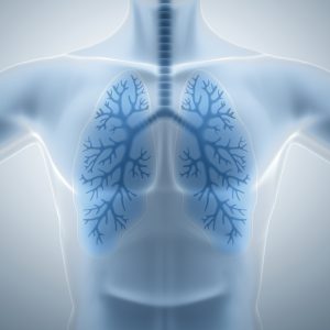 Human lungs, pulmonology